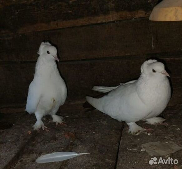 Голуби