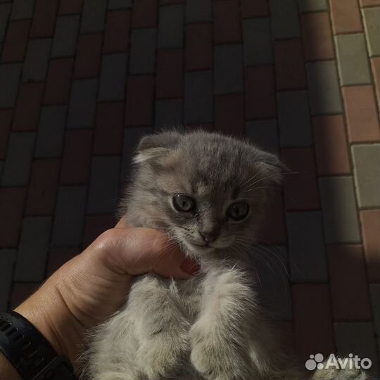 Отдам в добрые руки вислоухого котенка