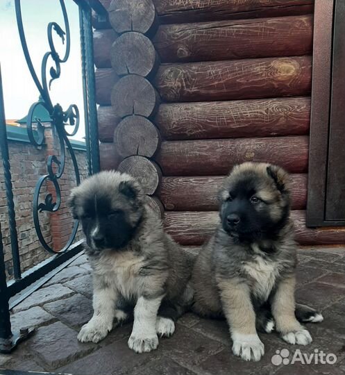 Щенки кавказской овчарки