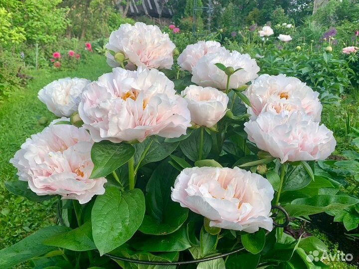Пионы саженцы