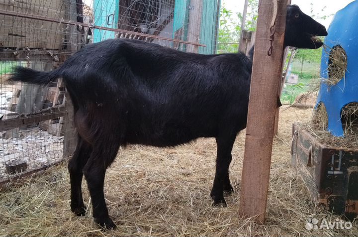 Козы, козёл Ламанча