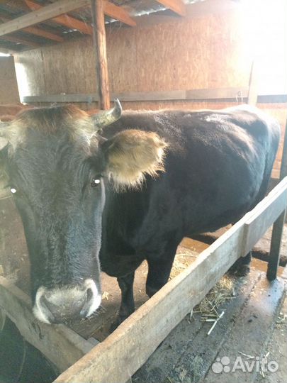 Корова дойная