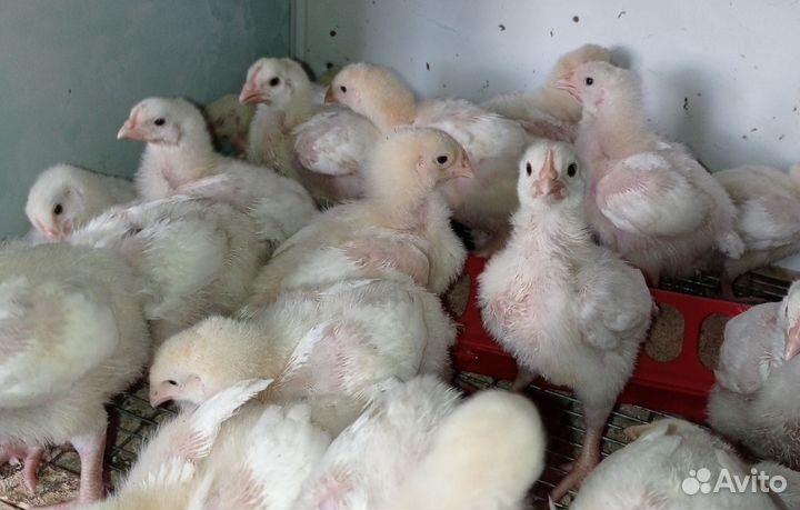 Цыплята бройлеры суточные и подрощенные