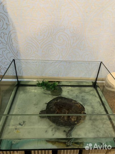 Черепаха Бесплатно