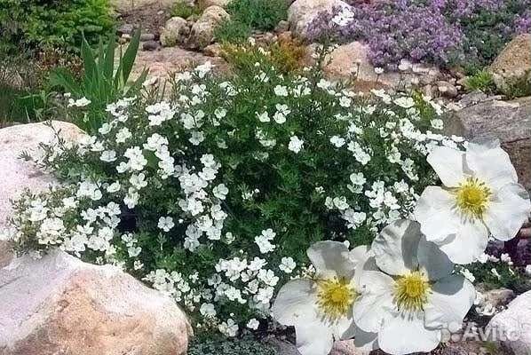 Лапчатка кустарниковая Абботсвуд