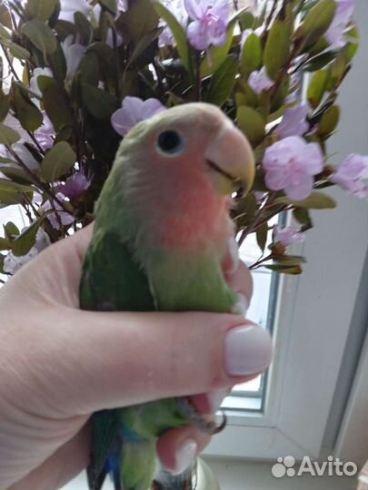 Попугай неразлучник