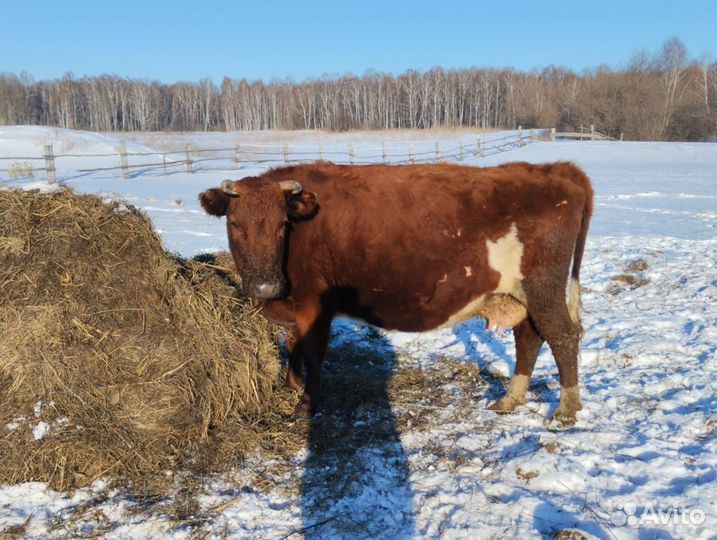 Корова высокоудойная