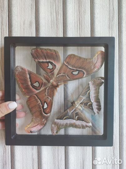 Засушенные бабочки