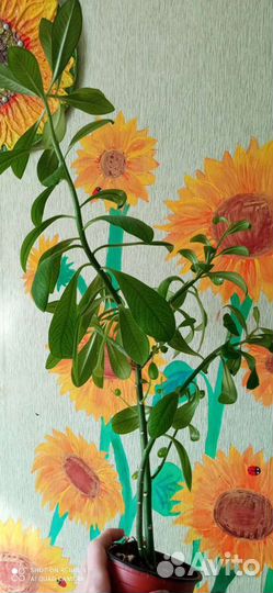 Синадениум