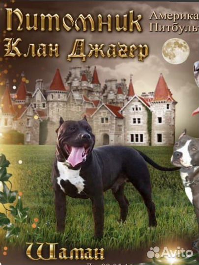 Щенки ампитбультерьера