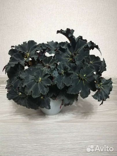 Бегония королевская Dark Mambo