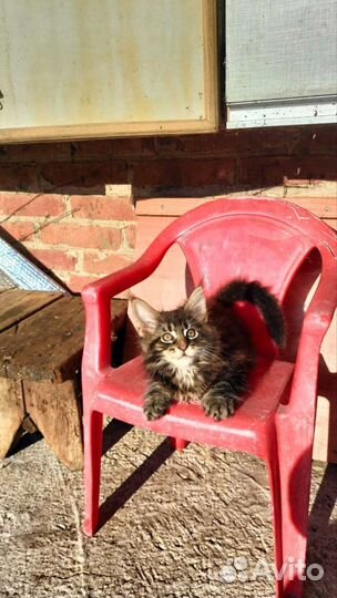 Котята мейн-кун