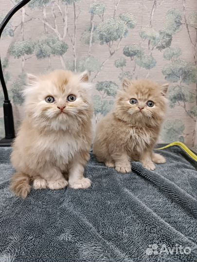 Персидская