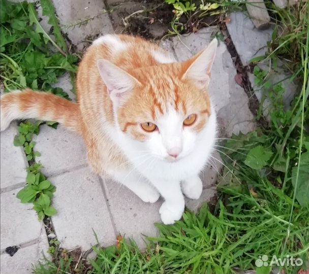 Рыжий котик