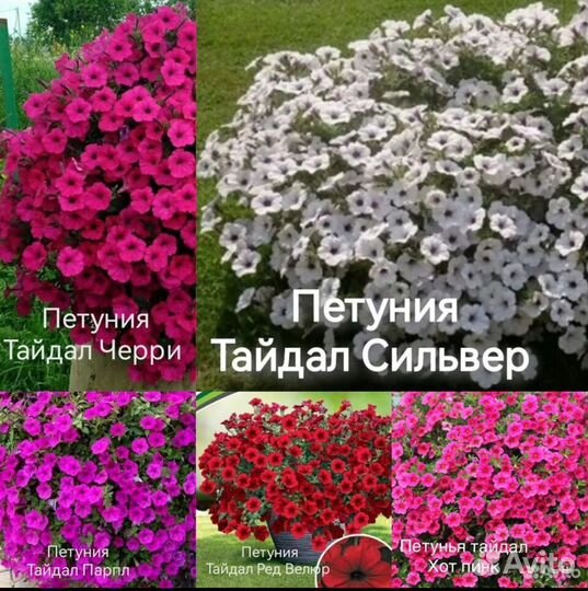 Рассада петунии тайдал