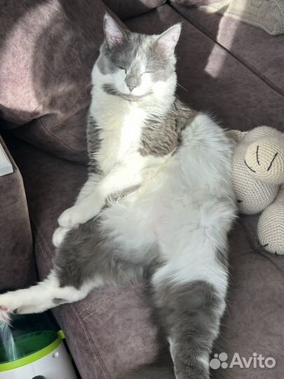 Котик в добрые руки