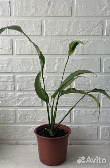 Спатифиллум белый (женское счастье)