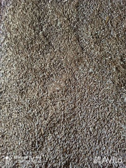 Зерно пшеница ячмень овëс