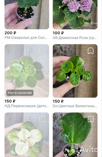 Фиалки сортовые