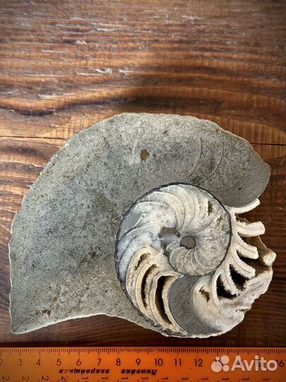 Наутилус окаменелость