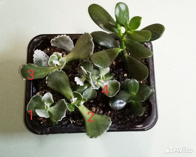 Котиледон волнистый. Суккуленты