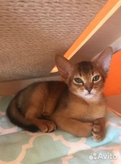 Абиссинские котята