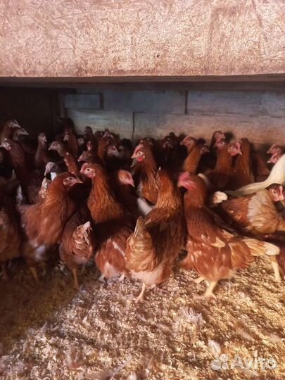 Курочка несушка молодка, породы разные