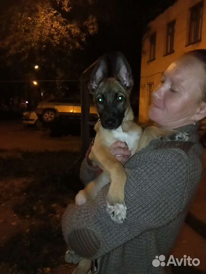Помесь малинуа