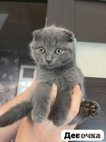 Шотландская