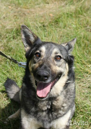 Собака друг, компаньон ищет семью