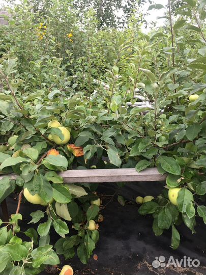 Яблоки белый налив