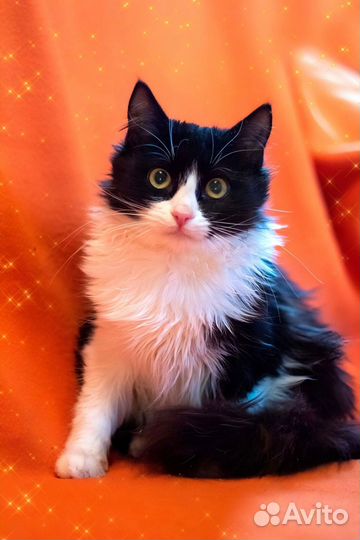 Котёнок девочка пушистая