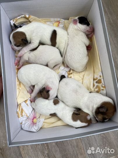 Щенки Джек рассел терьер