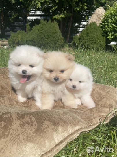 Щенки шпица