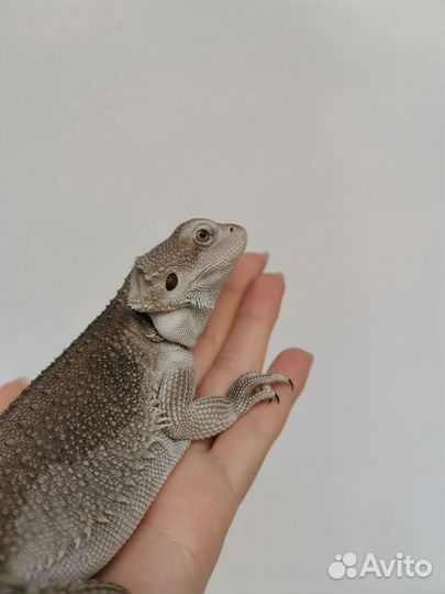 Бородатая агама