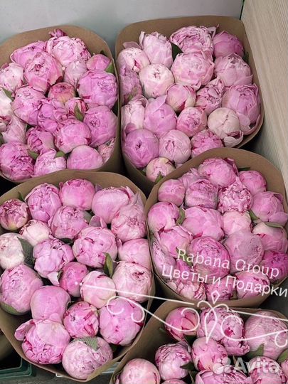 Гортензии, пионы, розы с доставкой. Цветы 24/7