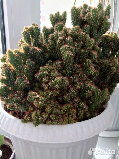 Кактусы цереус перуанский