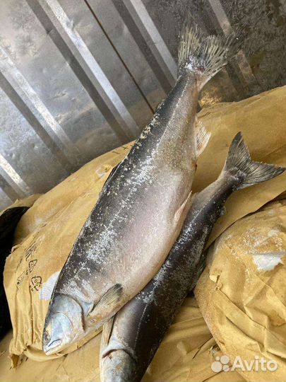 Горбуша свежая 2023