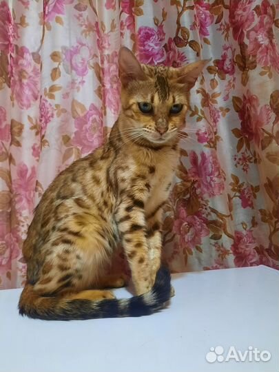 Бенгальская кошка