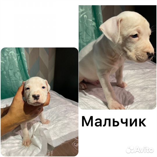 Щенки питбуля