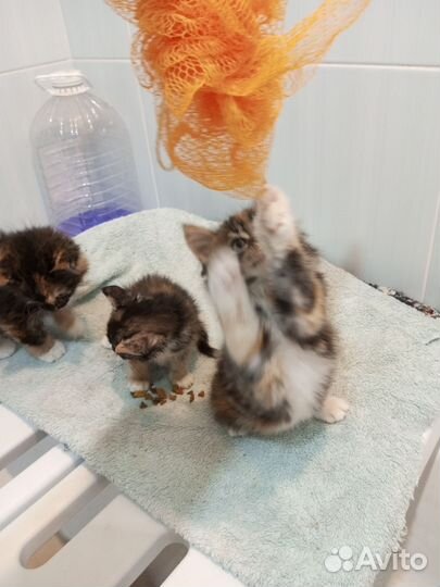 Сибирские котята