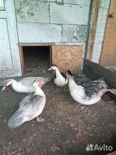 Плечистые мускусные утки