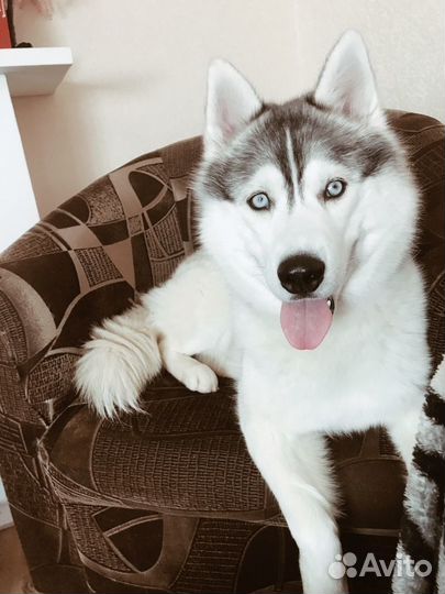 Кобель сибирский хаски.Вязка