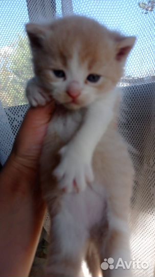 Котёнок девочка в добрые руки