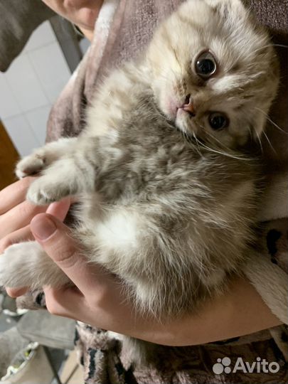Вислоухая кошечка