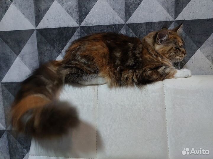 Кошки мейн-кун