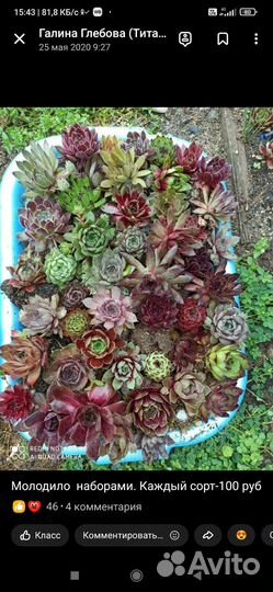 Молодило-100