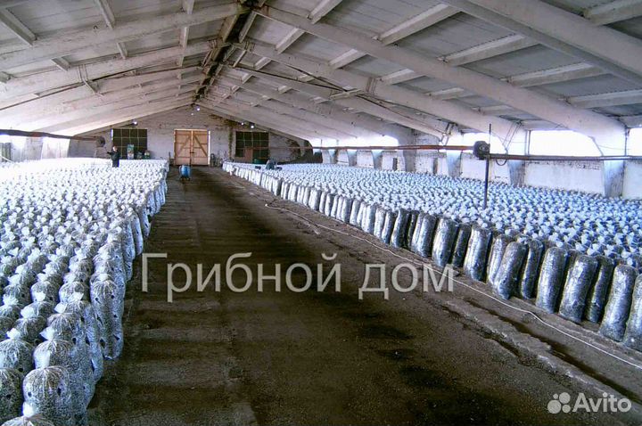 Технология выращивания грибов вешенки