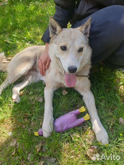 Собака в добрые руки отдам бесплатно