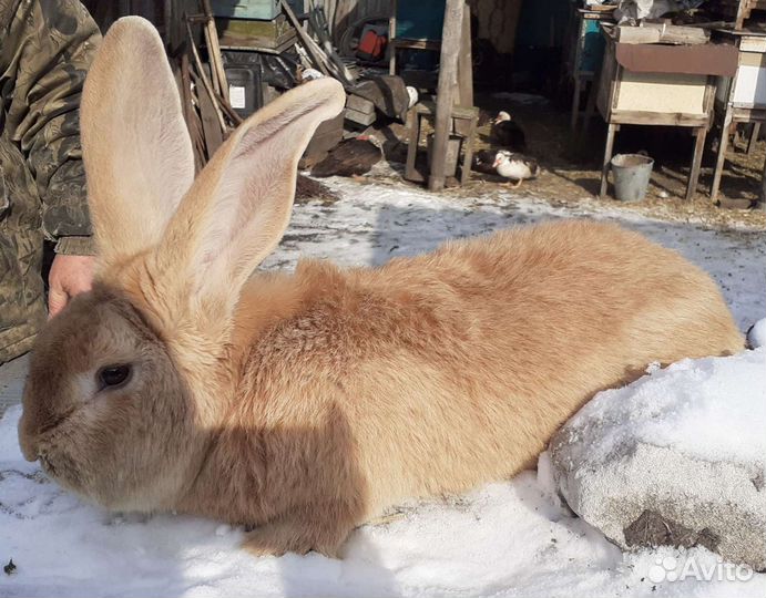 Кролики породистые,вес взрослого кролика от 7 до 1